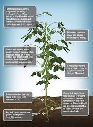 Nutrient Knowledge Plant Nutrients Plants Agriculture Farming