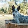 Spasm of the rear legs in dogs refers to uncontrollable and hyperactive tendon reflexes caused by a neurological syndrome. 3