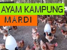 Maybe you would like to learn more about one of these? Ayam Kampung Mardi Potensi Pendapatan Lumayan Sentiasa Panas