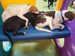 Is Dog Daycare Right For Your Dog Healthy Hound Playground