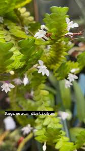 Image result for Angraecum distichum