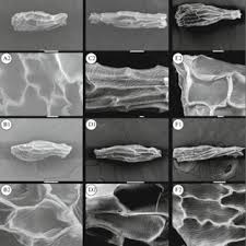 Image result for Dissotis pachytricha