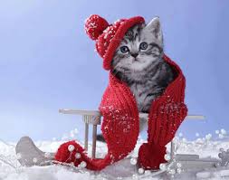39 Winter Cat Wallpaper On Wallpapersafari High definition and quality wallpaper and wallpapers, in high resolution, in hd and 1080p or 720p resolution cat winter is free available on our web site. winter cat wallpaper on wallpapersafari