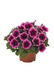 Image result for foto petúnie