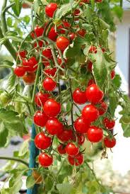 Red Cherry Tomato Cherry Tomato Plant Tomato Tree Container Gardening Vegetables