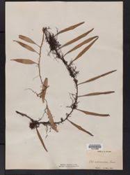 Image result for Vittaria guineensis