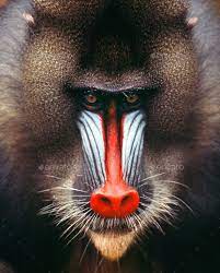 Mandrill Mandrill Baboon Pet Monkey