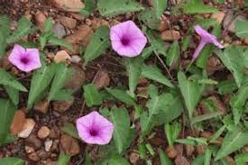 Image result for Ipomoea aquatica