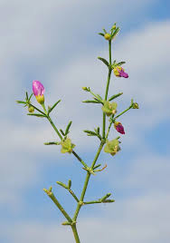 Image result for Fagonia isotricha