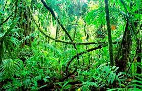 Mächtiger regenwald, imposanter fluss, indianer, abenteuer, verblüffende tiere & pflanzen. Der Amazonas Regenwald Brennt Stelp Supporter On Site Facebook