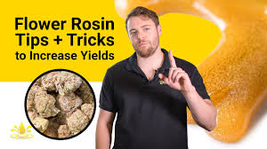 Flower Rosin Tips Tricks To Increase Yields
