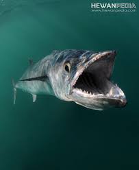 Maybe you would like to learn more about one of these? Mengenal Ikan Tenggiri Beserta Taksonomi Habitat Dan Ciri Fisiknya Hewanpedia