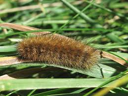 identifying hairy caterpillars wildlife insight