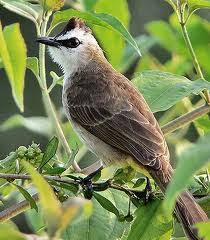 Seperti yang di ketahui semua orang bahwa indonesia merupakan negara yang memiliki. 9000 Gambar Burung Trucukan Hd Paling Baru Gambar Id