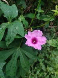 Image result for Ipomoea mauritiana