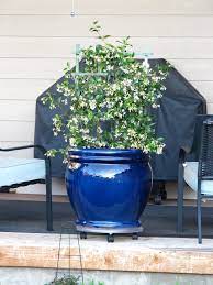 Star Jasmine In A Pot With Trellis So Cute Garden Pots Scent Garden Small Gardens