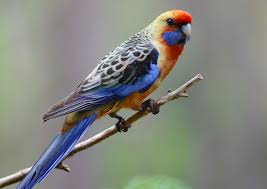 Adelaide Rosella Pet Birds Australian Parrots Australian Native Animals