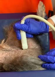 When the prostate gland becomes. Treating Prostate Problems In Dogs Oklahoma State University