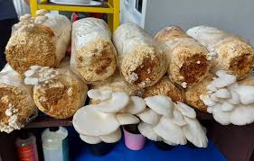 🍄Budidaya Jamur Tiram √ Paket belajar budidaya rumahan ...