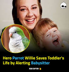 In 2008, a parrot named Willie gained recognition for saving the life of a  toddler. While babysitter Megan Howard was briefly in the bathroom, Willie  noticed the toddler, Hannah, choking