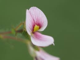 Image result for Aeschynomene mossoensis