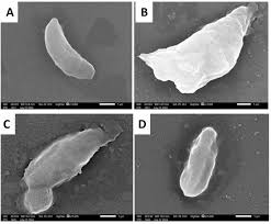 Image result for Multidentia sp. A