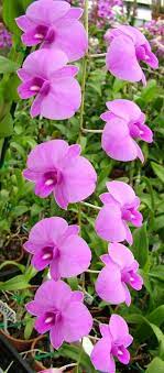 Gallery Photo Flower Beauty Orchid Flower Orchids