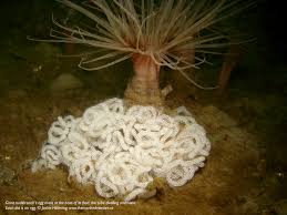 Juvenile deroceras reticulatum slug with eggs of another gastropod, found under a stone in a garden in weimar at the end of september 2009. Sea Slug Easter Eggs For You The Marine Detective