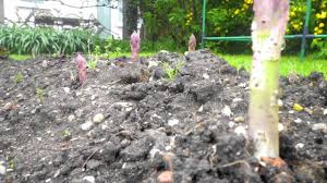 Asparagus crowns are usually available just once a year in early spring. Asparagus Growth Time Lapse Youtube