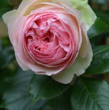 Vous cherchez un bel arbuste, je vous oriente vers le rosier. La Veritable Histoire Du Rosier Pierre De Ronsard Rouge Garance