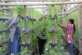 Cara yang bisa dilakukan untuk menciptakan hunian seperti yang diinginkan yaitu dengan menanam tanaman di pekarangan rumah. Mengintip Kebun Di Atap Rumah Lewat Akuaponik Veltikultur
