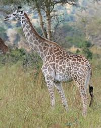 Giraffe Meaning In Marathi