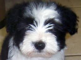 Black and white havanese puppy. 12 Havanese Dogs Black White Ideas Havanese Dogs Havanese Dogs
