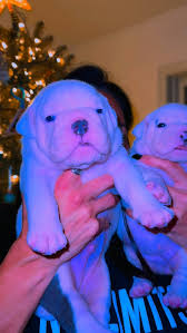 Bulky BUILT's Olde English Bulldogges Shine at RUFUS STONE