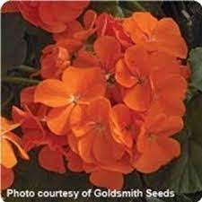 Maverick F1 Series Geranium Flower Garden Seeds Orange 100 Seeds Annual Flower Gardening Seed Pelargonium X Hortorum Walmart Com Geranium Flower Geraniums Garden Seeds
