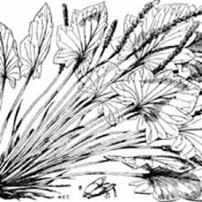 Image result for Plantago palmata