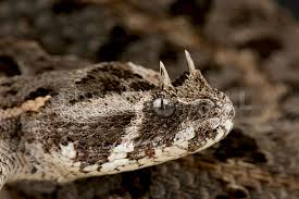 REPTILES4ALL | Kenya horned viper (Bitis worthingtoni)