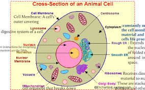 We did not find results for: All About Cells Animal Plant By Jeff Browning
