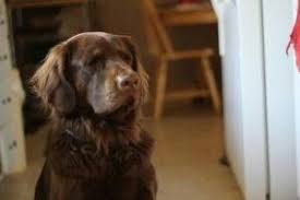 If you're looking for a chocolate labrador retriever puppy for sale, it's smart to learn about the breed. Chocolate Lab Golden Retriever Mix Lab Mix Dogs Chocolate Lab Mix Mixed Breed Dogs