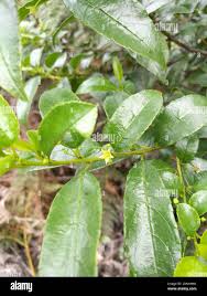Image result for Rhamnus prinoides