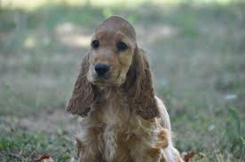 Cocker Anglais Acheter Un Chiot Cocker Anglais 86 Vienne France Eleveur De Chien Chiot Cocker Cocker