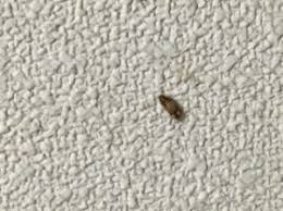 マスクの着用が日常になるなかで、 お客様のご意見を参考に、 マスクとしての防御性能※1、洗濯可能、つけ心地 という3つの機能を兼ね備えた エアリ. å¤§æ°— ã‚¯ãƒ©ã‚·ãƒƒã‚¯ åˆå¾Œ ã‚«ãƒ¼ãƒšãƒƒãƒˆ è™« ã—ã¾ã—ã¾ Arteduna Com