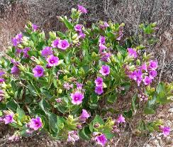 Image result for Nyctaginaceae