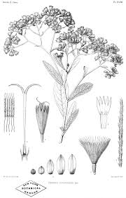 Image result for Ethulia vernonioides