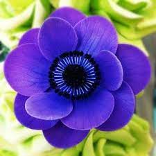 Sugar Anemone Anemone Flower Purple Flowers Low Cost Wedding Flowers
