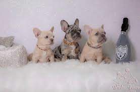 The french bulldog was bred to be smaller. French Bulldog Breeders Near Corinth Maine