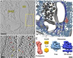 Maybe you would like to learn more about one of these? Direct Visualization Of Degradation Microcompartments At The Er Membrane Pnas