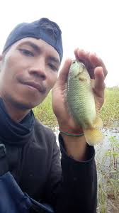 A beautiful type of papuyu/swamp betok fish... happy fishing buddies 🎣