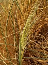 Image result for Stipagrostis