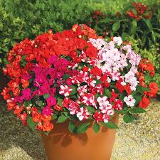 Image result for Impatiens briartii